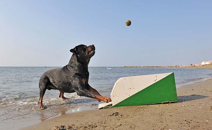 Hund beim Flyball