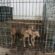 Kampf gegen illegalen Welpenhandel und unseriöse Hundezucht