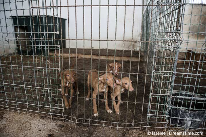 Hundehandel und Welpenhandel sind likrativ aber schlecht für die Tiere