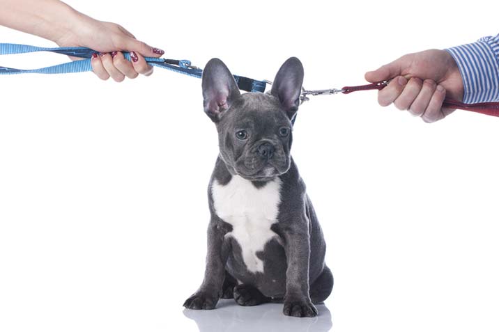 Wer bekommt den Hund bei Scheidung?