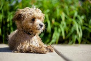 Designer Hund Maltipoo