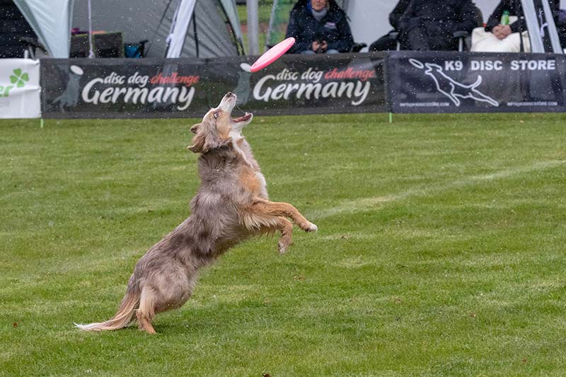 Hundefrisbee Wettkampf