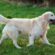 Golden Retriever Steckbrief
