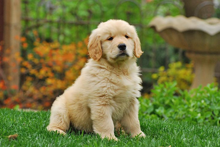 Golden Retriever