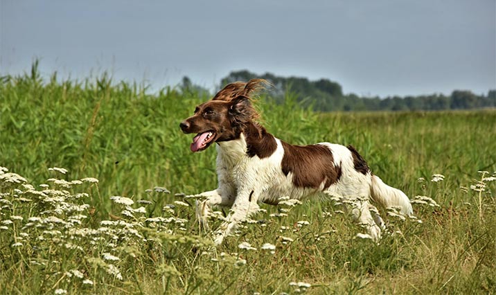 Kleiner Münsterländer