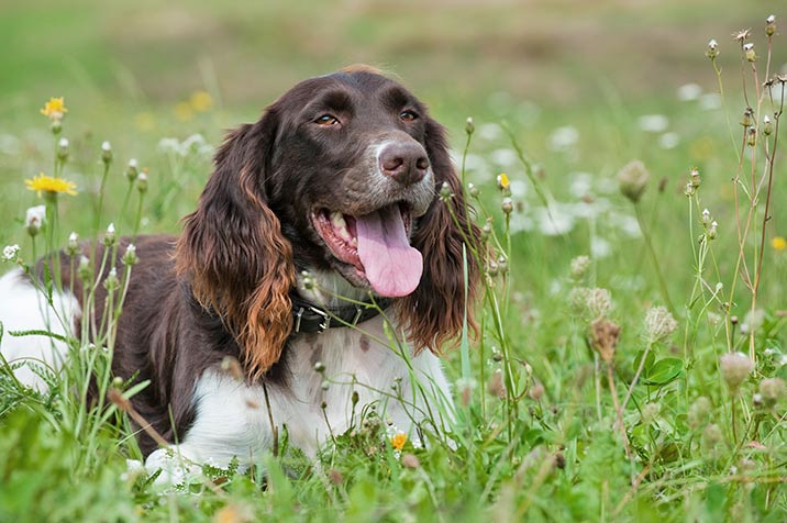 Kleiner Münsterländer Vorstehhund
