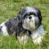 Shih Tzu Rasseportrait