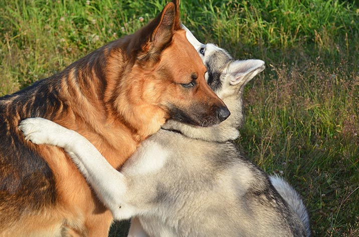 Siberian Husky und Deutscher Schäferhund