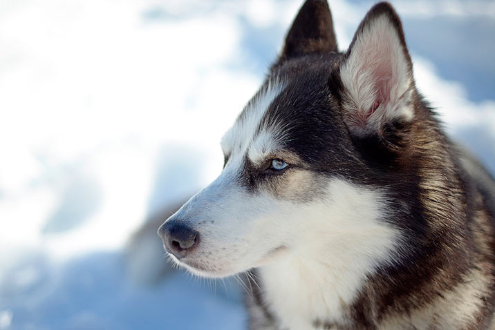 Siberian Husky