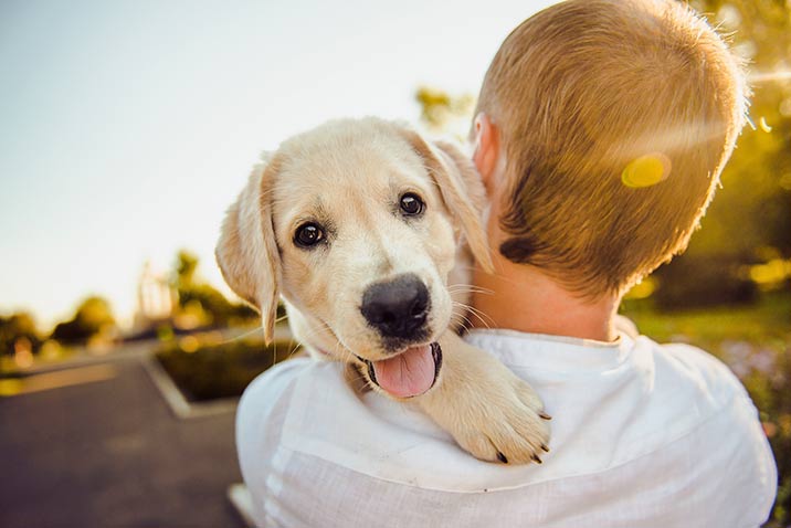 Urlaub mit Hund in Dänemark - Hundeliebe