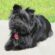 Affenpinscher