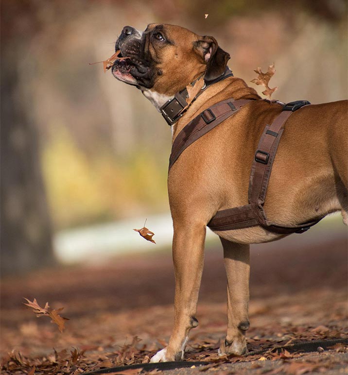 Hundegeschirr für starke Hunde