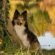 Sheltie – Shetland Sheepdog