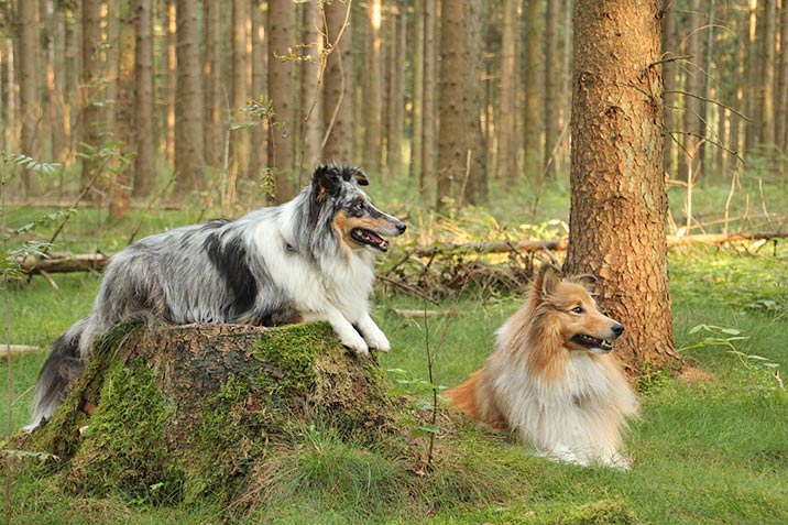 Shelties - Fellfarben Shelties - Fellfarben