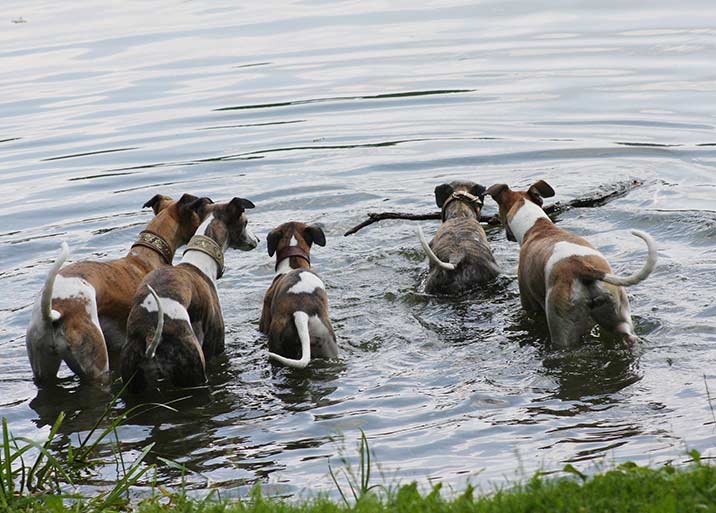 Whippets im Wasser