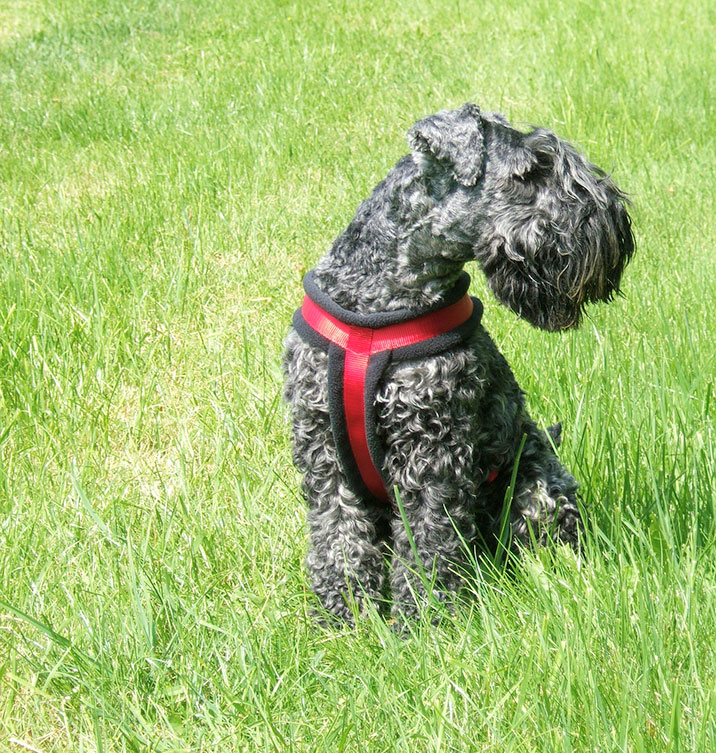 Kerry Blue Terrier 