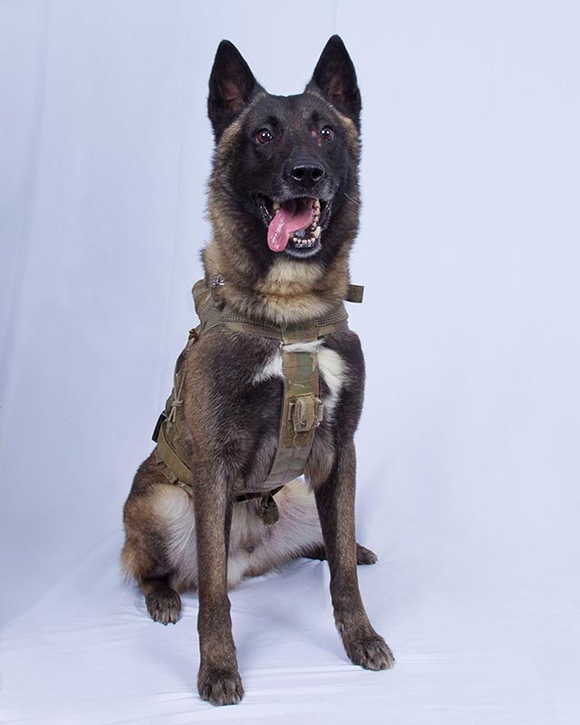 24 berühmte Hunde - Conan 24 berühmte Hunde - Conan