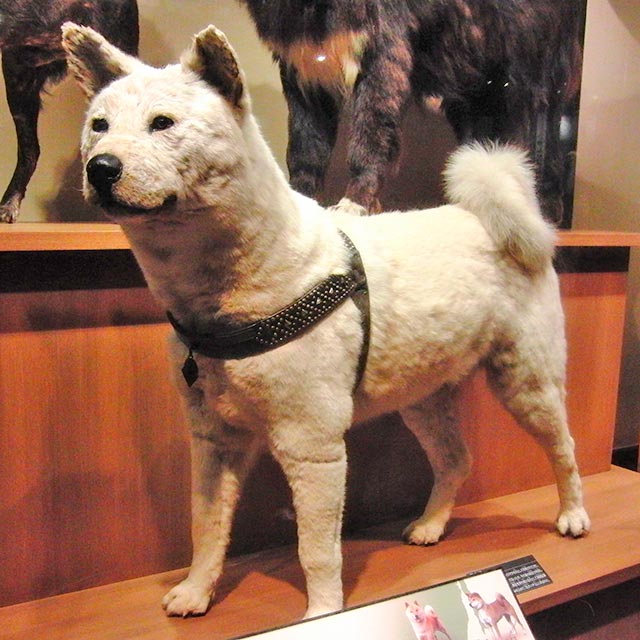 24 Berühmte Hunde - Hachikō