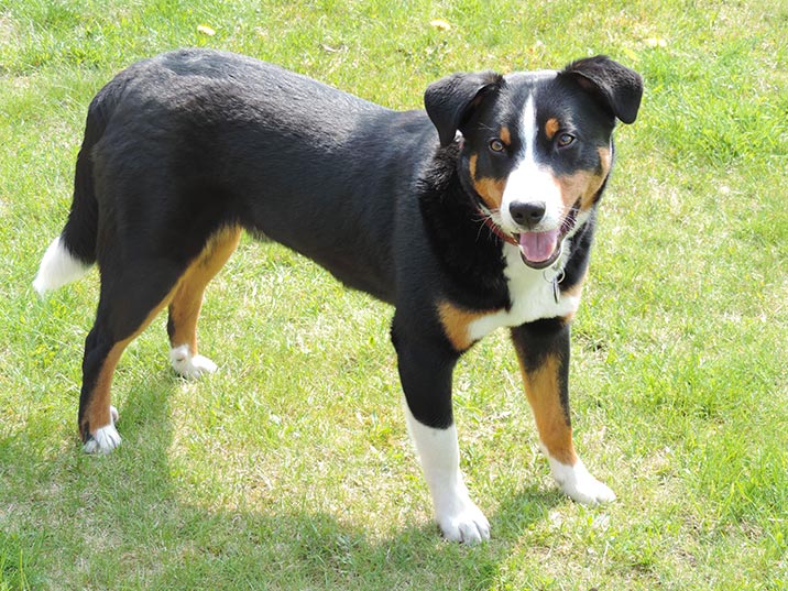 Schweizer Hunderassen - Appenzeller Sennenhund Schweizer Hunderassen - Appenzeller Sennenhund