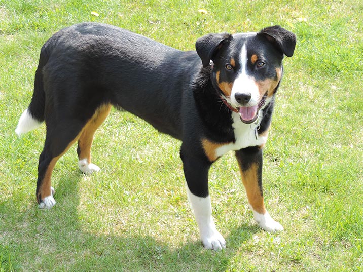 Schweizer Hunderassen - Appenzeller Sennenhund