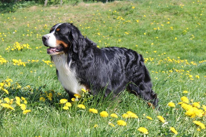 Schweizer Hunderassen - Berner Sennenhund