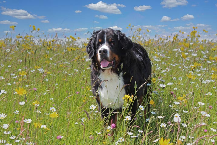 Schweizer Hunderassen - Berner Sennenhund Schweizer Hunderassen - Berner Sennenhund