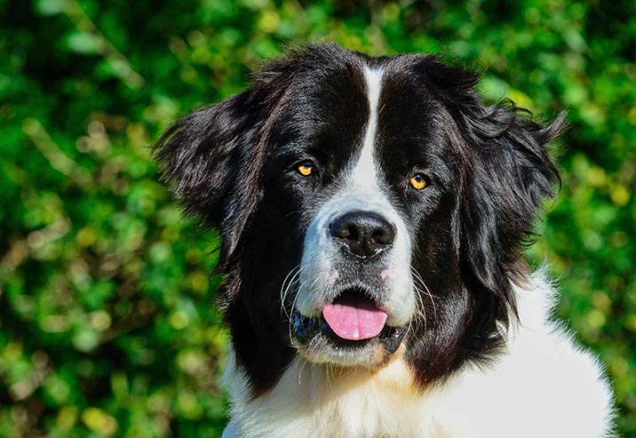 Schweizer Hunderassen - Landseer Schweizer Hunderassen - Landseer