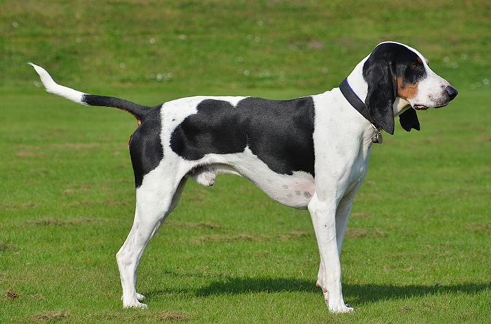 Schweizer Hunderassen - Schweizer Laufhund Schweizer Hunderassen - Schweizer Laufhund