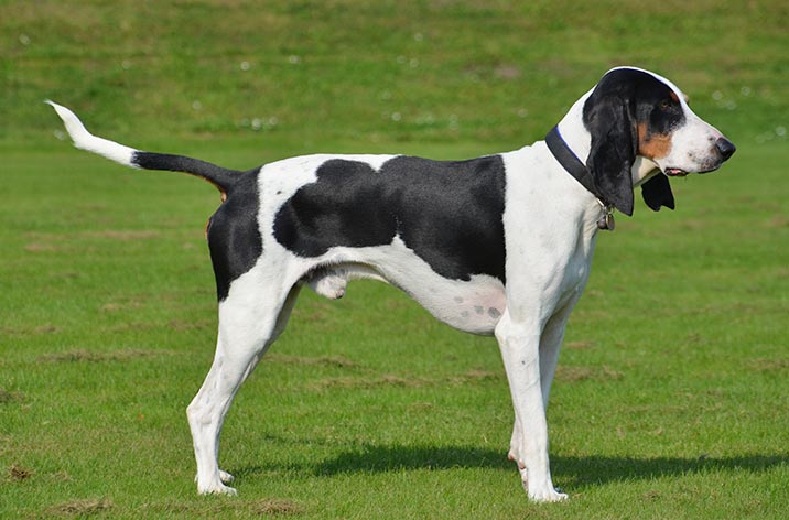 Schweizer Hunderassen - Schweizer Laufhund