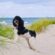 Urlaub mit Hund auf den Westfriesischen Inseln